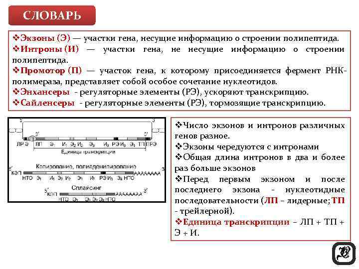 СЛОВАРЬ v. Экзоны (Э) — участки гена, несущие информацию о строении полипептида. v. Интроны