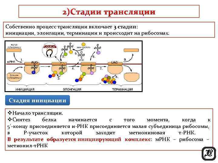 2)Стадии трансляции Собственно процесс трансляции включает 3 стадии: инициации, элонгации, терминации и происходит на