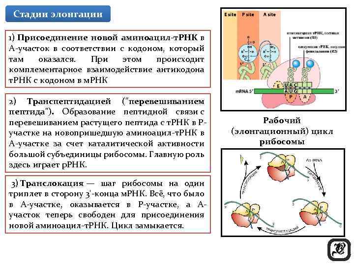 Стадии элонгации 1) Присоединение новой аминоацил-т. РНК в А-участок в соответствии с кодоном, который