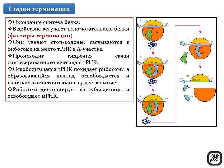 Стадия терминации v. Окончание синтеза белка. v. В действие вступают вспомогательные белки (факторы терминации).