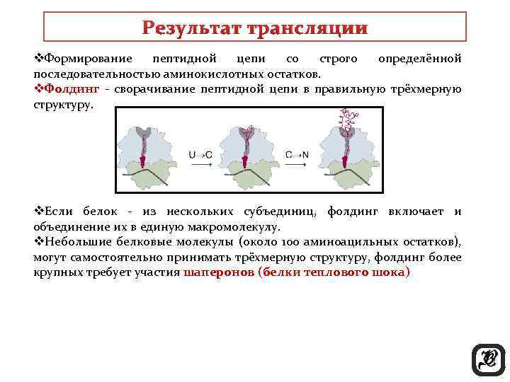 Результат трансляции v. Формирование пептидной цепи со строго определённой последовательностью аминокислотных остатков. v. Фолдинг