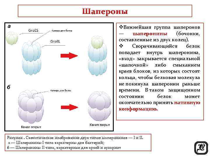 Шапероны v. Важнейшая группа шаперонов — шаперонины (бочонки, составленные из двух колец). v Сворачивающийся