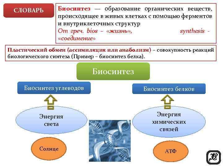 СЛОВАРЬ Биосинтез — образование органических веществ, происходящее в живых клетках с помощью ферментов и