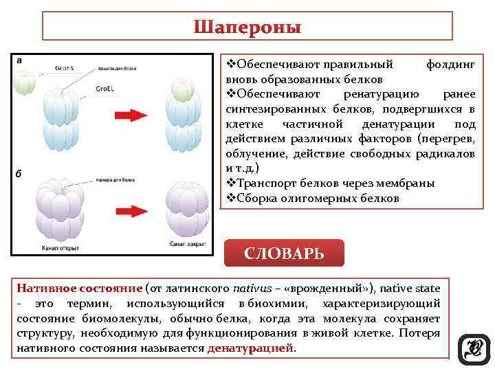 Шапероны v. Обеспечивают правильный фолдинг вновь образованных белков v. Обеспечивают ренатурацию ранее синтезированных белков,