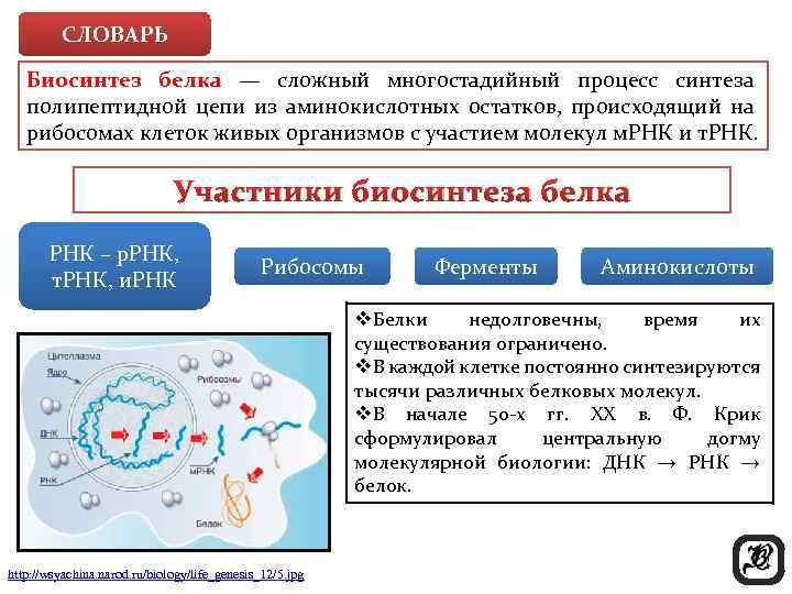 СЛОВАРЬ Биосинтез белка — сложный многостадийный процесс синтеза полипептидной цепи из аминокислотных остатков, происходящий