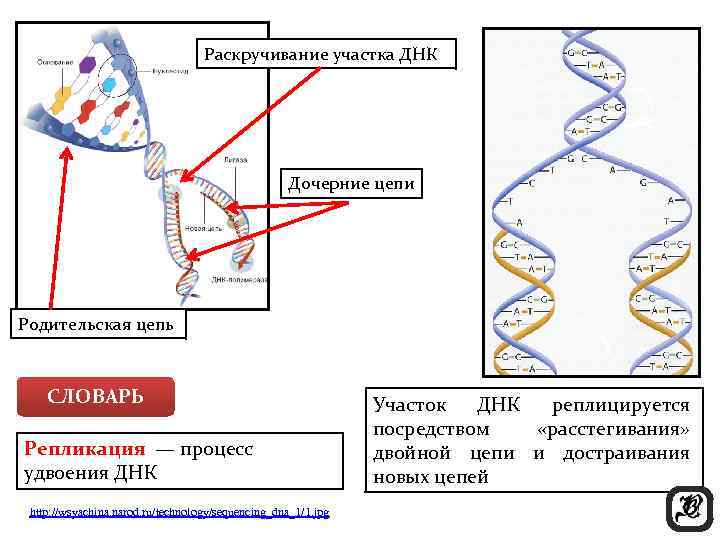 Одна из цепей днк имеет последовательность нуклеотидов цат ггц тгт