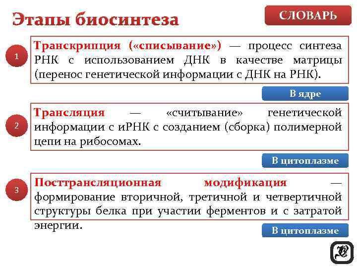 Какой цифрой на рисунке обозначен этап трансляции в процессе биосинтеза белка