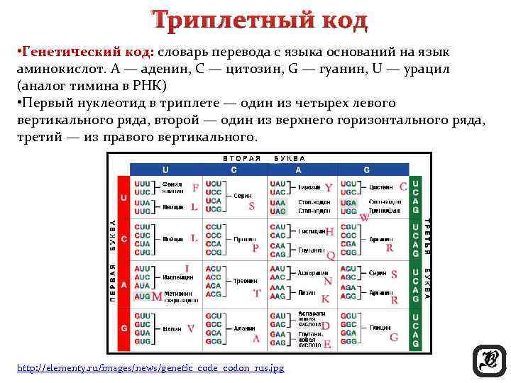 Сколько нуклеотидов кодируют одну аминокислоту