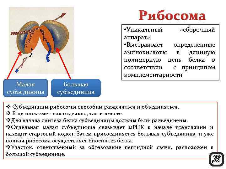 Рибосома • Уникальный «сборочный аппарат» • Выстраивает определенные аминокислоты в длинную полимерную цепь белка