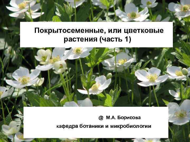 Покрытосеменные, или цветковые растения (часть 1) @ М. А. Борисова кафедра ботаники и микробиологии