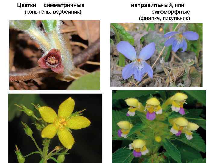 Цветки симметричные (копытень, вербейник) неправильный, или зигоморфные (фиалка, пикульник) 