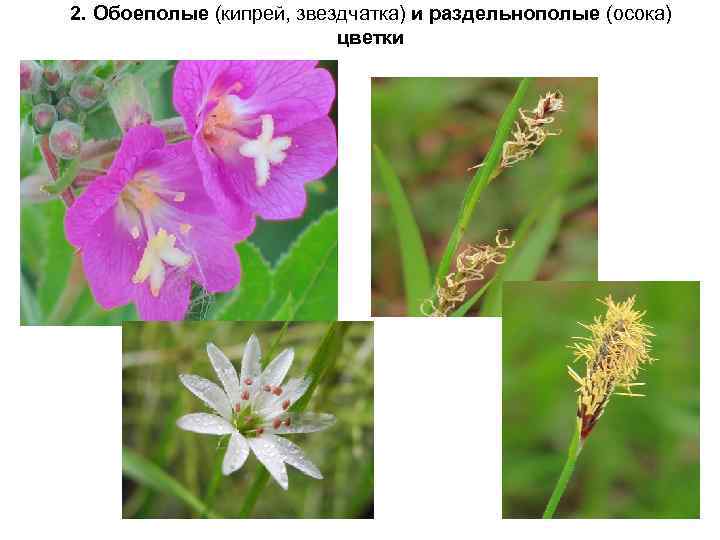 2. Обоеполые (кипрей, звездчатка) и раздельнополые (осока) цветки 