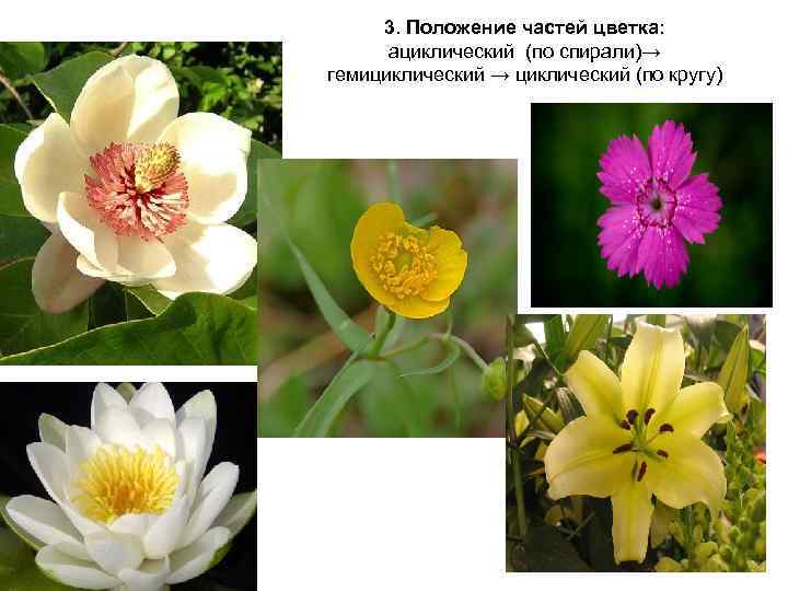 3. Положение частей цветка: ациклический (по спирали)→ гемициклический → циклический (по кругу) 