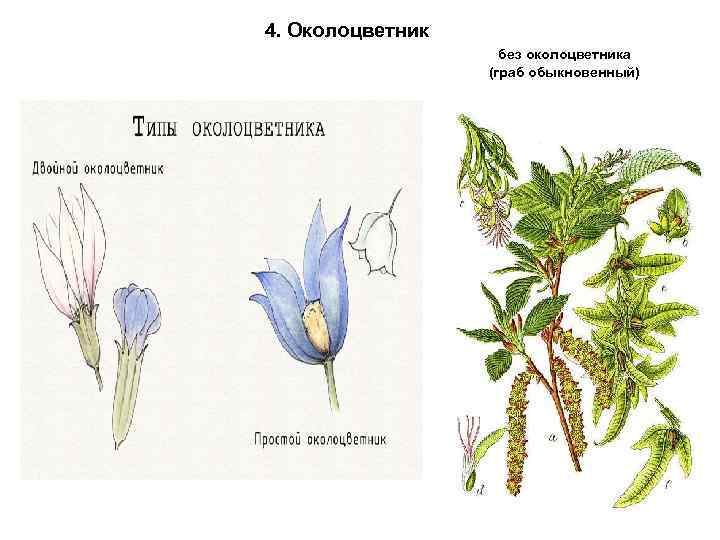4. Околоцветник без околоцветника (граб обыкновенный) 