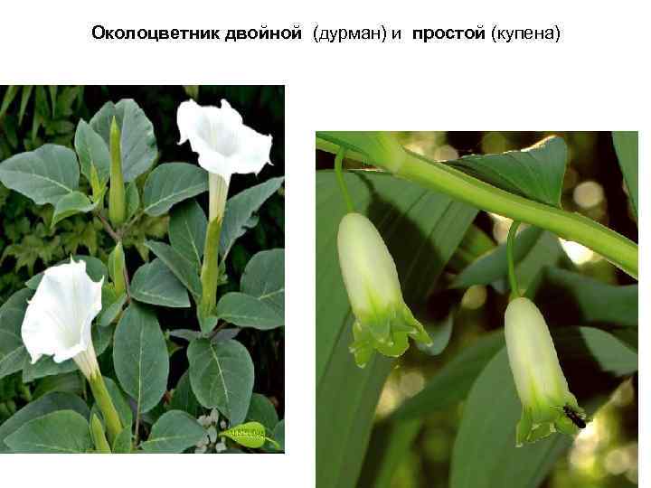 Околоцветник двойной (дурман) и простой (купена) 