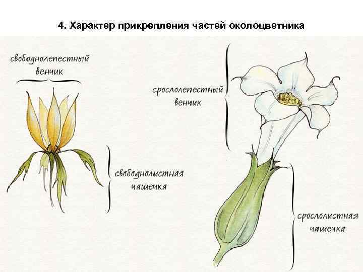 4. Характер прикрепления частей околоцветника 