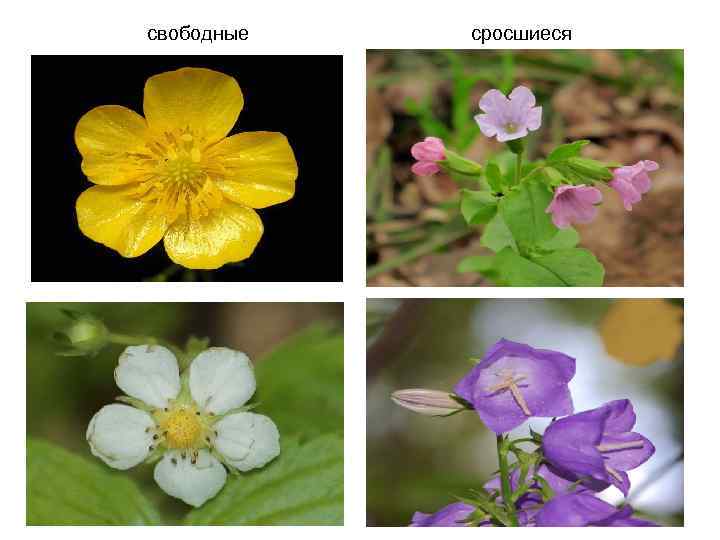 свободные сросшиеся 