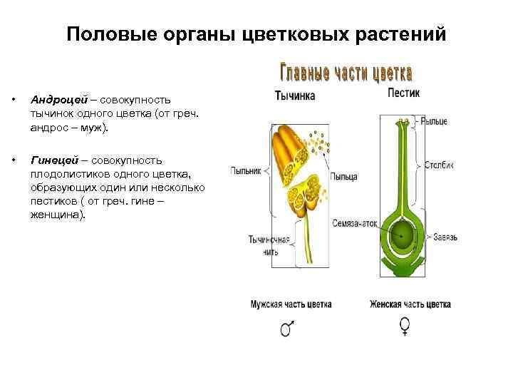 Половые органы цветковых растений • Андроцей – совокупность тычинок одного цветка (от греч. андрос