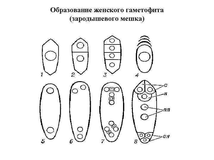 Образование женского гаметофита (зародышевого мешка) 