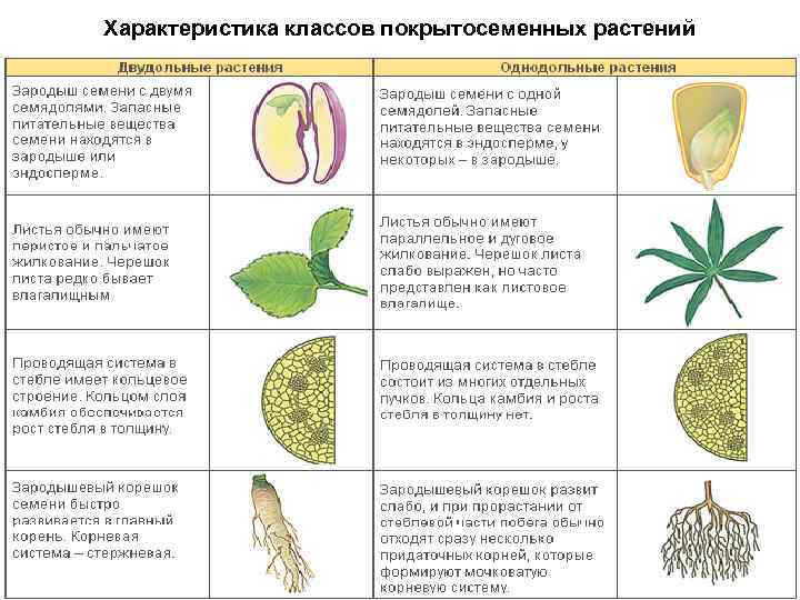 Характеристика классов покрытосеменных растений 