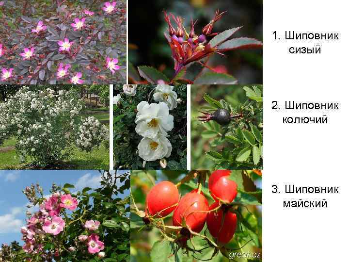 1. Шиповник сизый 2. Шиповник колючий 3. Шиповник майский 