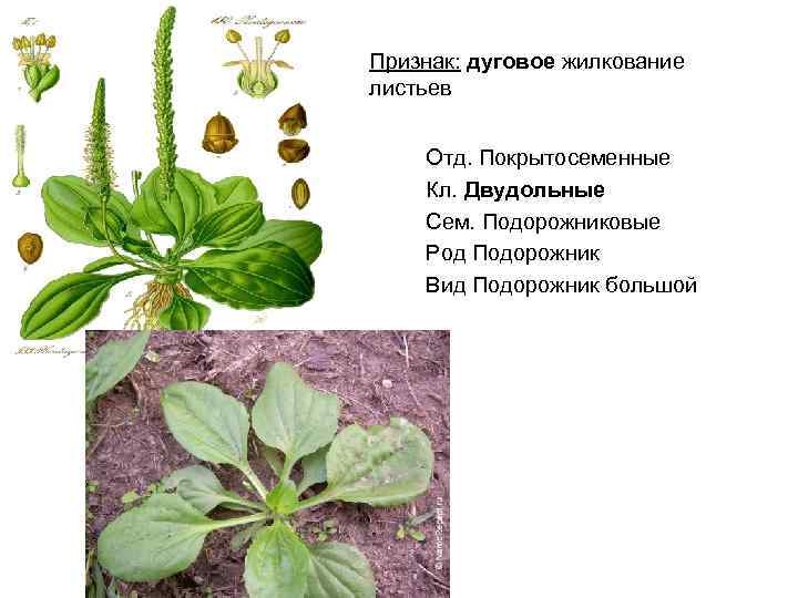 Признак: дуговое жилкование листьев Отд. Покрытосеменные Кл. Двудольные Сем. Подорожниковые Род Подорожник Вид Подорожник