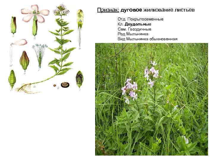Признак: дуговое жилкование листьев Отд. Покрытосеменные Кл. Двудольные Сем. Гвоздичные Род Мыльнянка Вид Мыльнянка