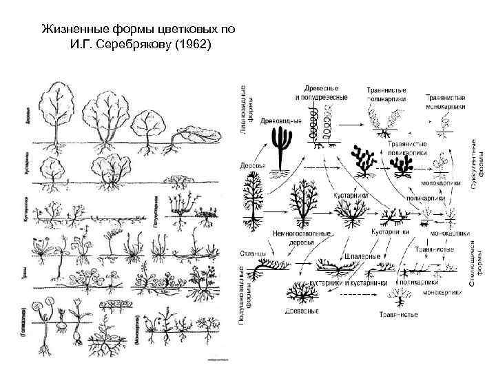 Жизненные формы цветковых по И. Г. Серебрякову (1962) 