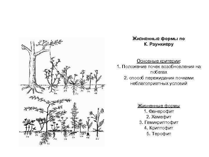 Жизненные формы по К. Раункиеру Основные критерии: 1. Положение почек возобновления на побегах 2.