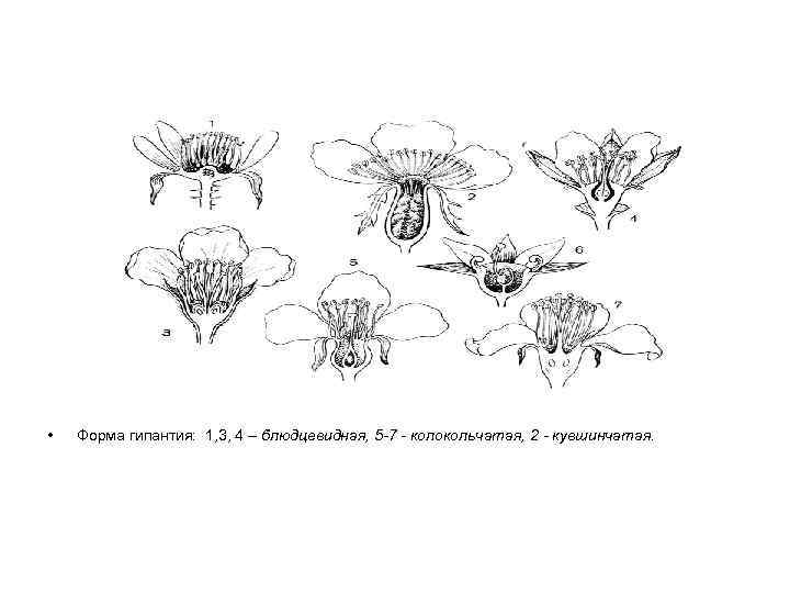  • Форма гипантия: 1, 3, 4 – блюдцевидная, 5 -7 - колокольчатая, 2