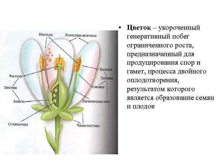  • Цветок – укороченный генеративный побег ограниченного роста, предназначенный для продуцирования спор и