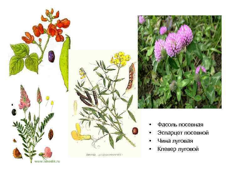  • • Фасоль посевная Эспарцет посевной Чина луговая Клевер луговой 