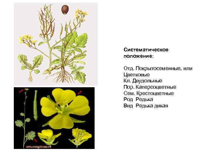 Систематическое положение: Отд. Покрытосеменные, или Цветковые Кл. Двудольные Пор. Каперсоцветные Сем. Крестоцветные Род Редька