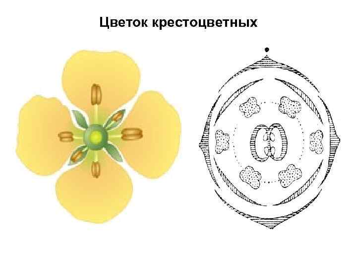 Цветок крестоцветных 