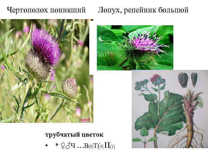Чертополох поникший Лопух, репейник большой трубчатый цветок • * ♀♂Ч …В(5)Т(5) П(1) 