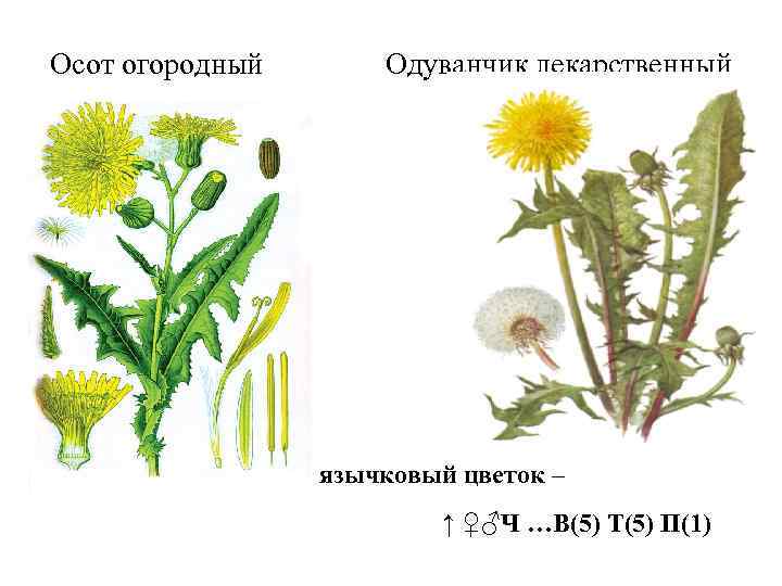 Осот огородный Одуванчик лекарственный язычковый цветок – ↑ ♀♂Ч …В(5) Т(5) П(1) 