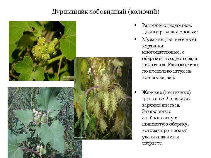 Дурнышник зобовидный (колючий) • • • Растение однодомное. Цветки раздельнополые: Мужские (тычиночные) корзинки многоцветковые,