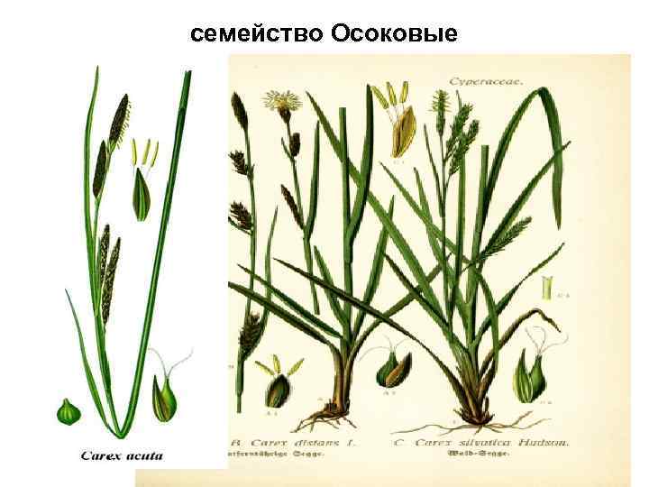 семейство Осоковые 