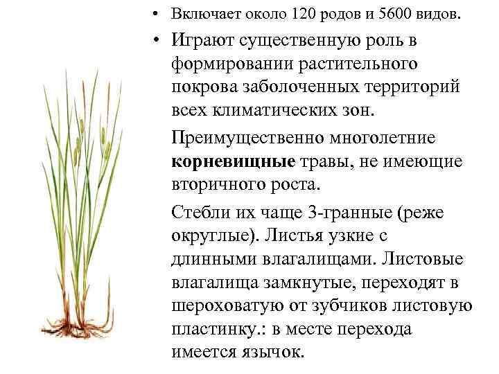  • Включает около 120 родов и 5600 видов. • Играют существенную роль в
