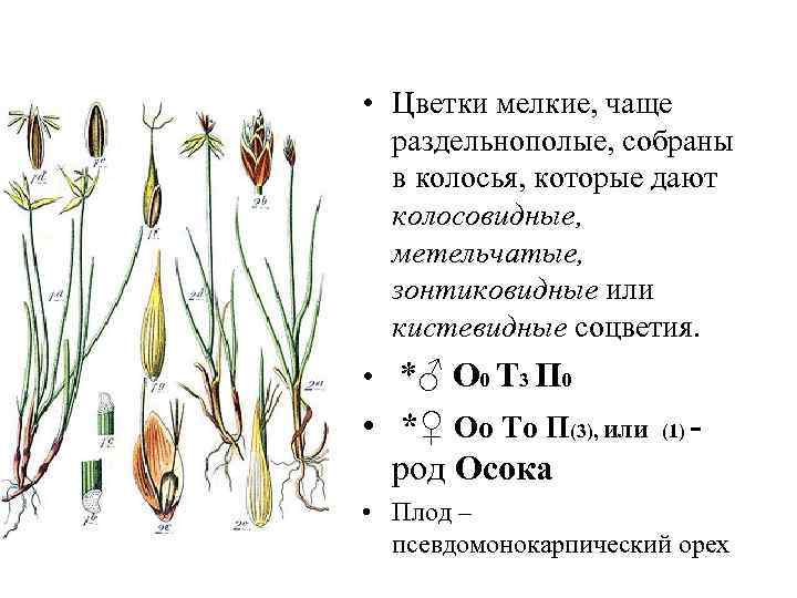  • Цветки мелкие, чаще раздельнополые, собраны в колосья, которые дают колосовидные, метельчатые, зонтиковидные