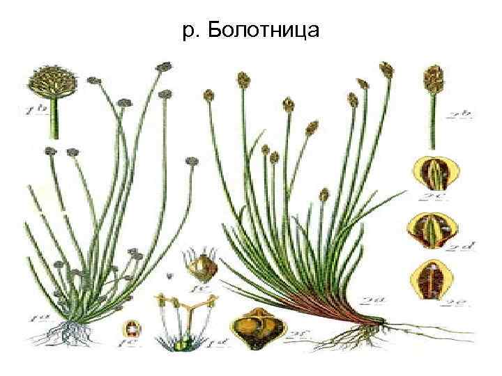 р. Болотница 