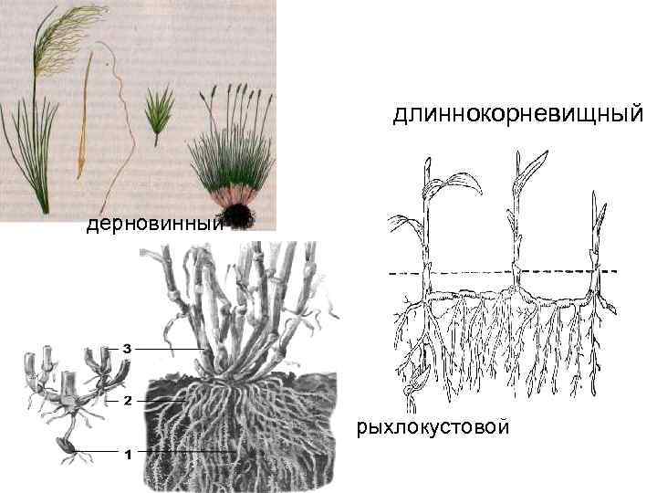 длиннокорневищный дерновинный рыхлокустовой 