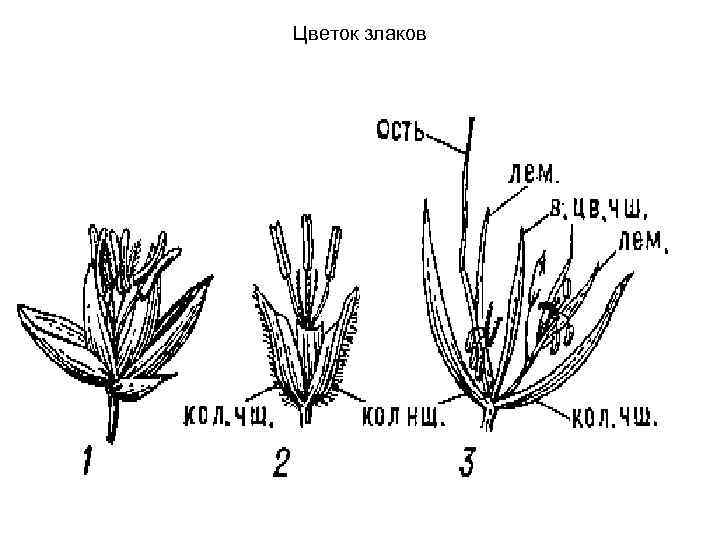 Цветок злаков 