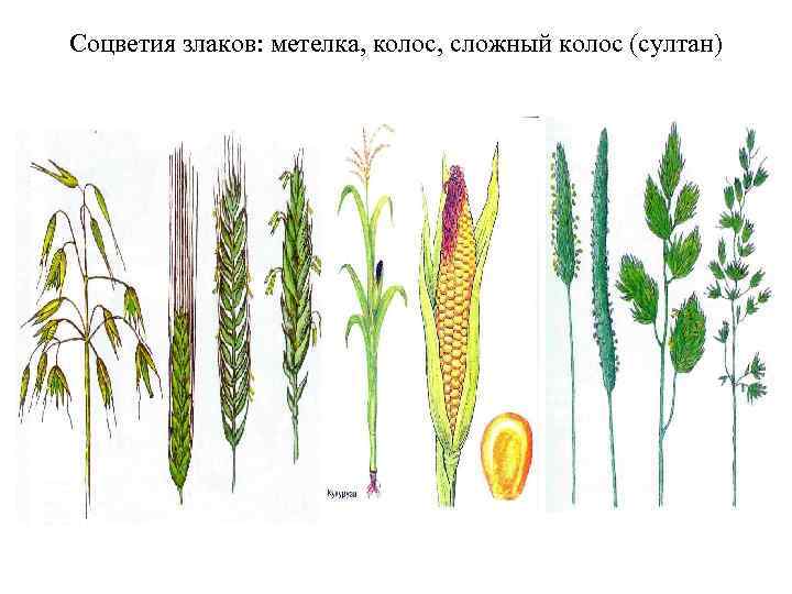 Соцветия злаков: метелка, колос, сложный колос (султан) 