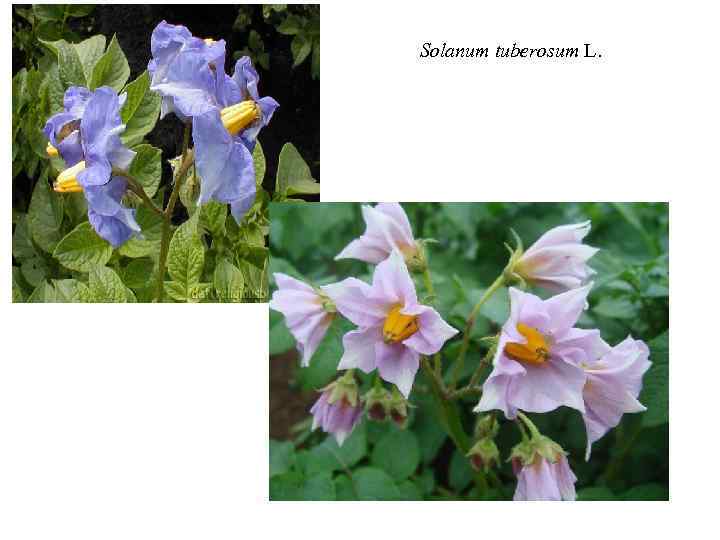 Solanum tuberosum L. 