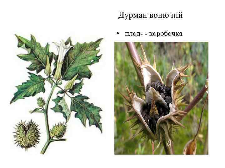 Дурман вонючий • плод- - коробочка 