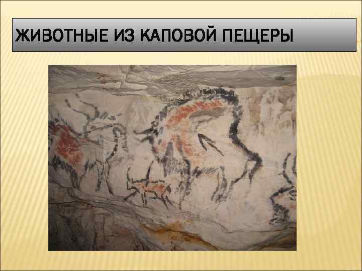 ЖИВОТНЫЕ ИЗ КАПОВОЙ ПЕЩЕРЫ 