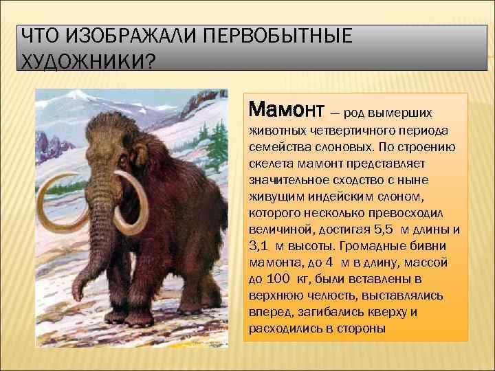 ЧТО ИЗОБРАЖАЛИ ПЕРВОБЫТНЫЕ ХУДОЖНИКИ? Мамонт — род вымерших животных четвертичного периода семейства слоновых. По