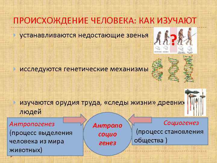 Презентация что делает человека человеком 8 класс