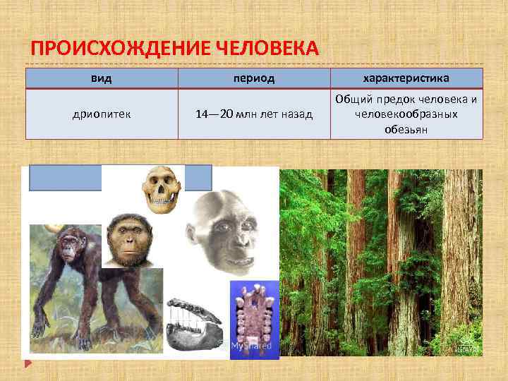 Презентация что делает человека человеком 8 класс